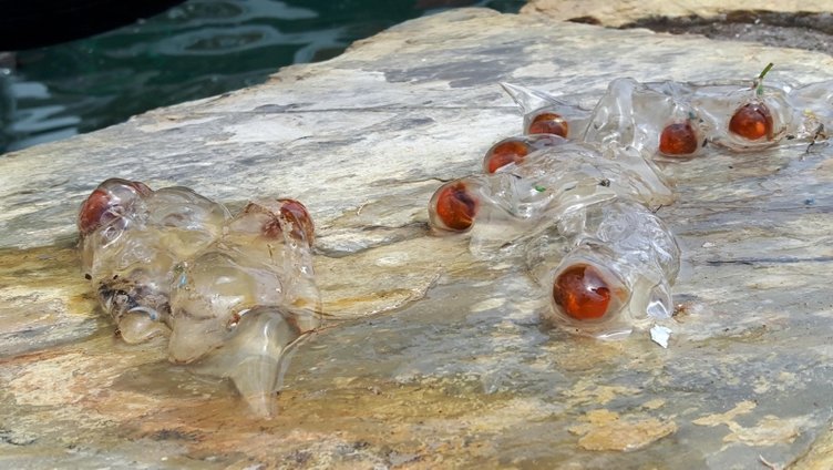 Datça’da şaşırtan şeffaf deniz canlısı