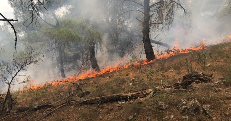 Ezine’de ormanlık alanda yangın; 1 hektar yandı