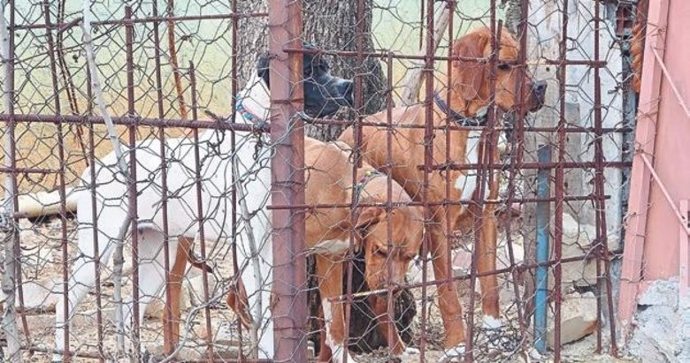 Komşuların köpek kavgası kanlı bitti