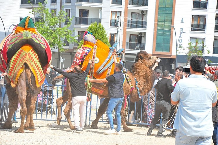 Manisa’daki Deve Güreşi Festivali’nde panik: Develer izleyenlerin arasına daldı