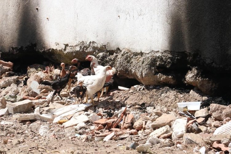 Fethiye’de piton yılanı nöbeti! Mahalleli diken üstünde