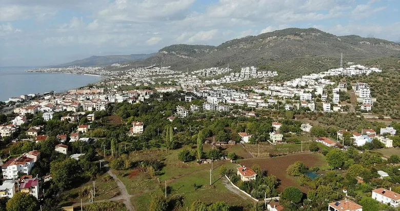 Zeytin ağaçları ranta kurban gidiyor! Kıyım 2020’de de devam ediyor