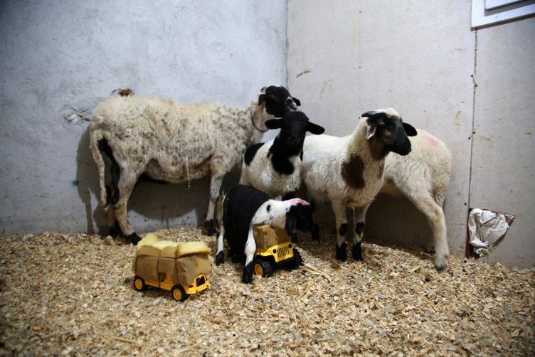 Manisalı besiciden ilginç yöntem! Kuzusu anne sütü alabilsin diye...
