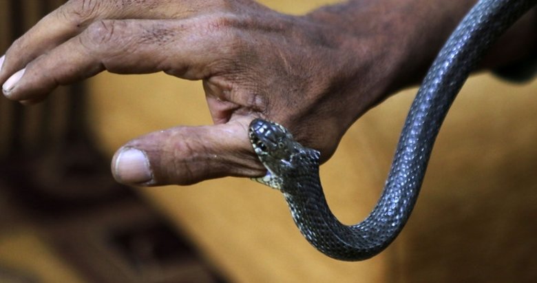 Yeraltındaki canlılar sıcakla ortaya çıkıyor