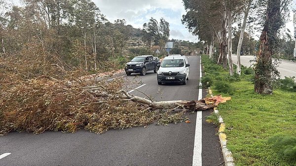 Bodrum’da fırtına kasıp kavurdu! Ağaçlar devrildi, motoryat karaya oturdu, feribot seferleri iptal edildi!