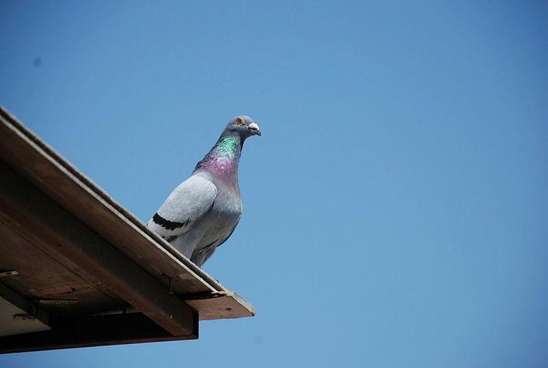 Şampiyon güvercin Bold Pilot Erzincan’dan İzmir’e 14 saat 37 dakikada uçtu