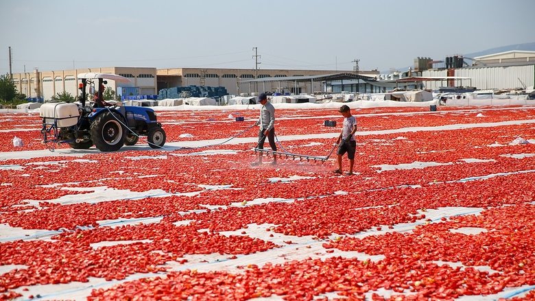 kuru-domates-ihracati-100-milyon-dolari-asti-bolgenin-kirmizi-altininda-rekor-1762709452840.jpeg