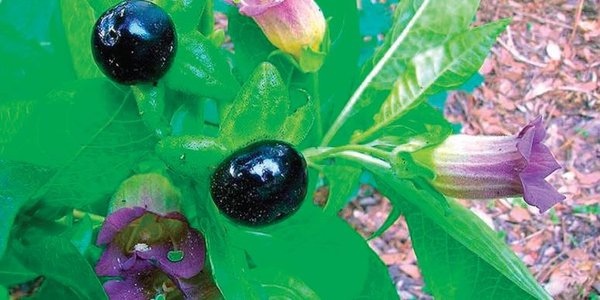 Zehirli güzellik iksiri güzel avrat otu