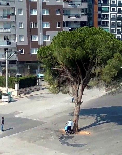 İzmir’de yol yapımı için ağaç kesilmesine tepki yağıyor
