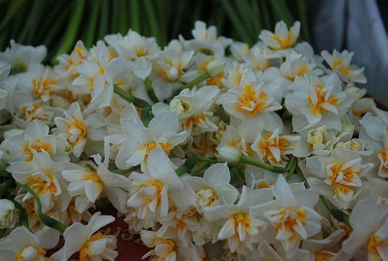 İzmir’i nergis kokusu sardı! Karaburun’da hasat zamanı