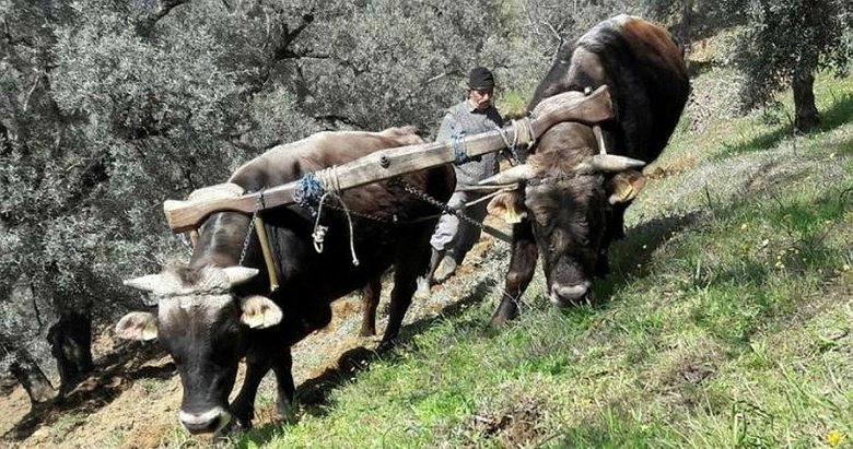 Aydın’da öküzler ve kara saban teknolojiye direniyor