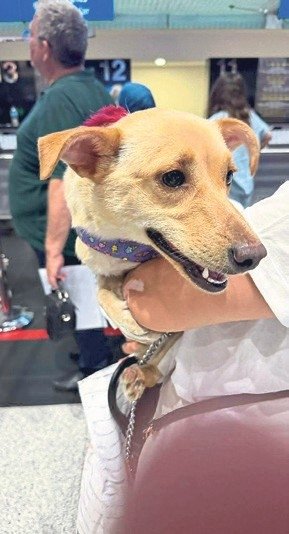 Felçli köpeğin hayatı değişti