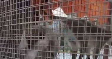 Denizli’de üç örümcek maymunu koruma altına alındı