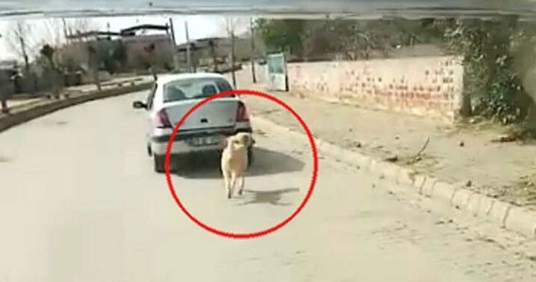 Köpeği iple otomobile bağlayarak çeken sürücü yakalandı