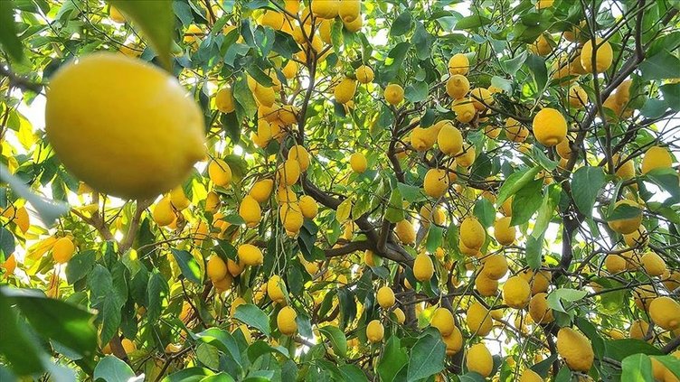 Her sabah aç karnına limonlu su içerseniz 30 gün sonra vücudunuzdaki değişime inanamayacaksınız