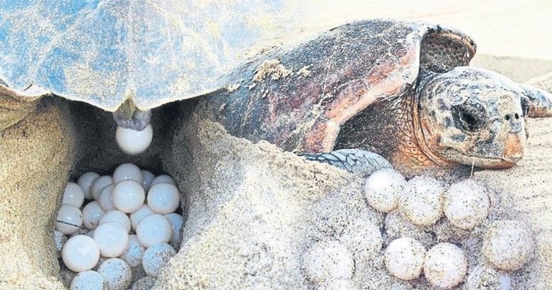 İztuzu’nda rekor yılı