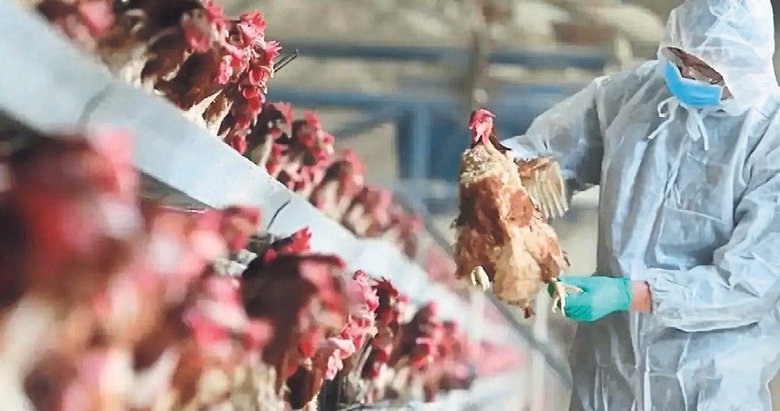 İspanya’da kuş gribi sonrası kümes hayvanlarına önlem
