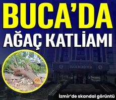 Buca’da ağaç katliamı