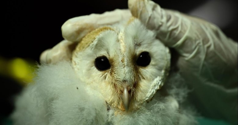 Ticareti yasak hayvan türlerini internetten satmaya çalışanlara ceza kesildi