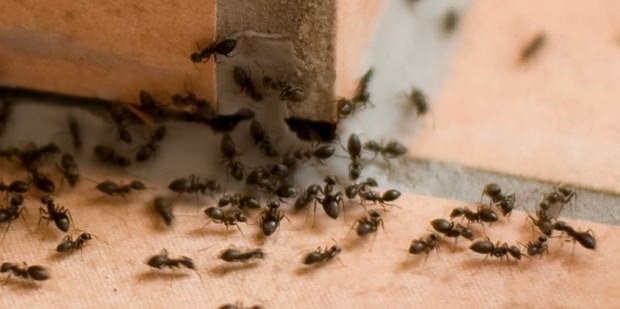 Karıncalar zarar vermeden evden nasıl çıkarılır?