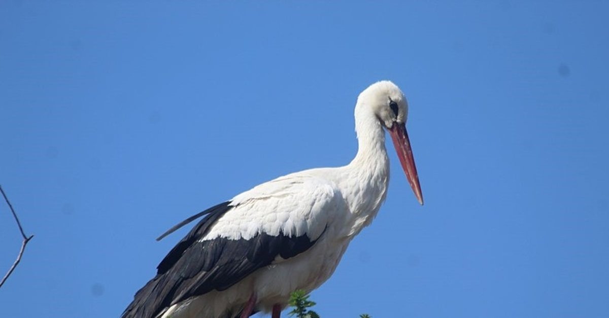 Aydın'da senelerdir bu gelenek yaşatılıyor! İlk gören unu kapıyor