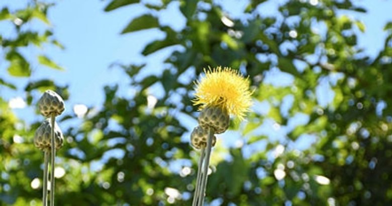 Tülüşah’ı koparmanın cezası 73 bin 747 lira