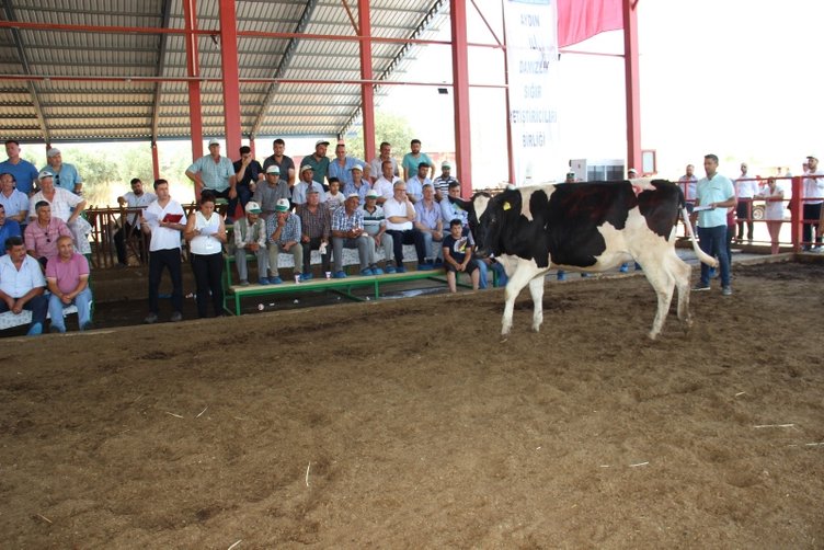 Aydın’da düveler podyuma çıktı! Kapış kapış gittiler
