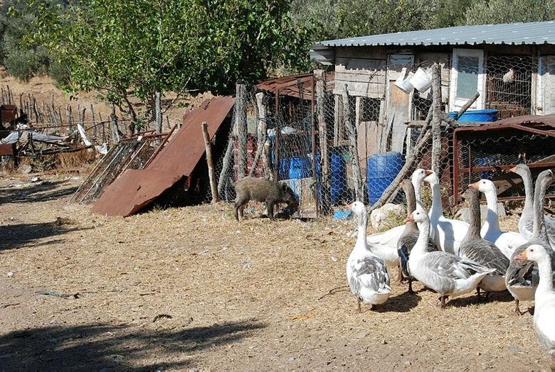 Köpek saldırısından kurtardı, şimdi peşinden ayrılmıyor