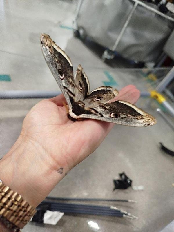 Kütahya’da şaşkına çeviren kelebek: İlk defa böyle bir şey gördüm