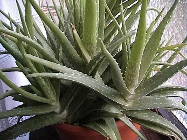 1-yaprakla-gelen-mucize-aloe-veranin-faydalari-nelerdir-aloe-vera-ne-icin-kullanilir-1784987151433.jpeg