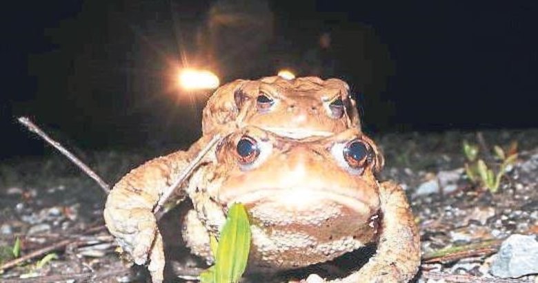 Tarihi göçün kanıtı kazıdan çıktı