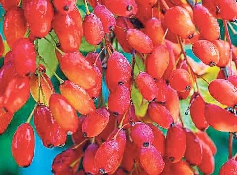 Berberin ile tanıştınız mı?