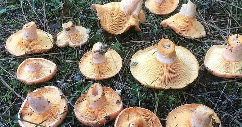 Kilosunu 200 liraya satıyorlar! Kırmızı melki sezonu başladı