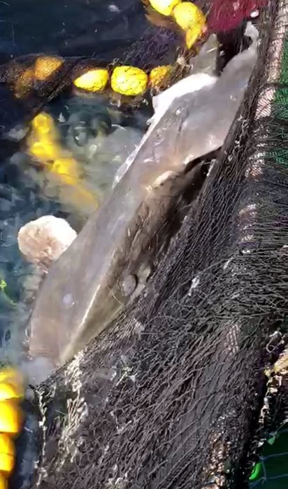 Çanakkale’de yakalanan yarım tonluk pervane balığı görenleri şaşırttı!