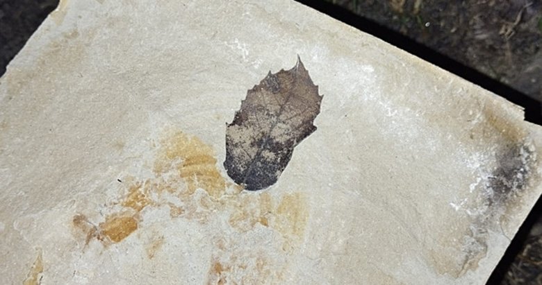 Kuşadası’nda 15 milyon yıllık yaprak fosili keşfi