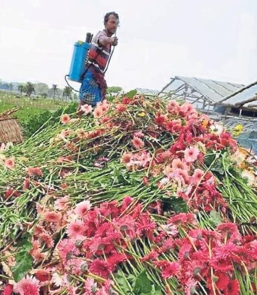 İzmir’in satılmayan çiçekleri çöpe gitti