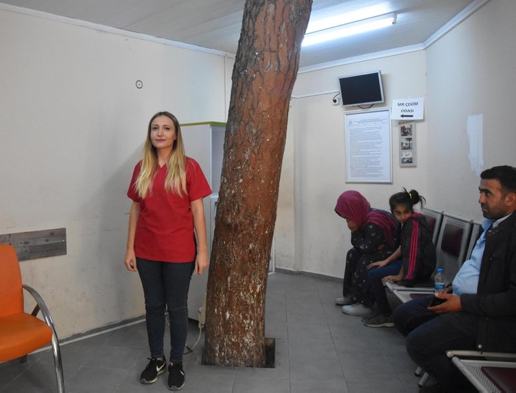 İzmir’de hastanenin bekleme salonundaki çam ağacı şaşırtıyor