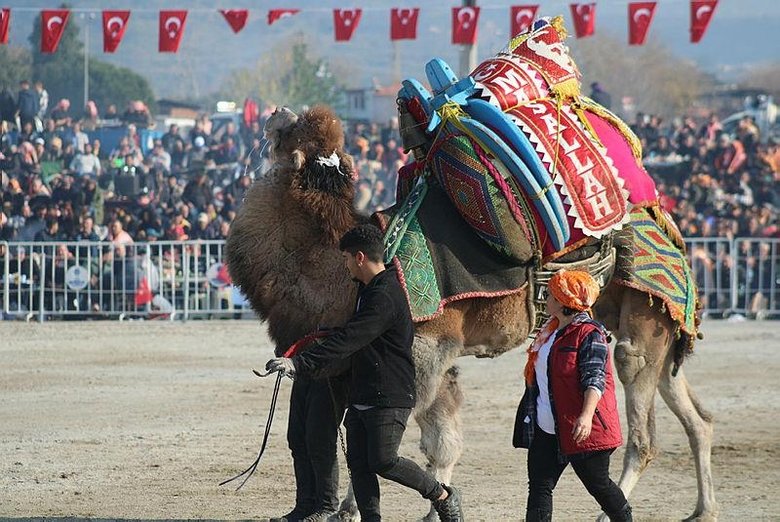 Deve güreşi sezonu geldi! Arenaya değil sanki podyuma çıkıyorlar