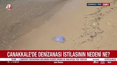 Çanakkale’de mavi denizanası alarmı