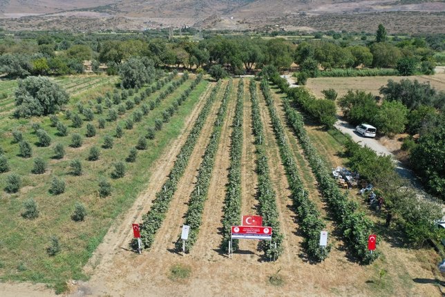 Denediği yöntemle incirde alandan 10 kat tasarruf sağladı