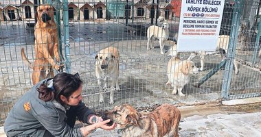 Aydın Didim’de köpekleri korudu işinden oldu