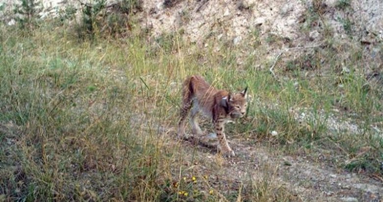 Temel besin kaynakları daralan vaşakların boyutları da küçüldü