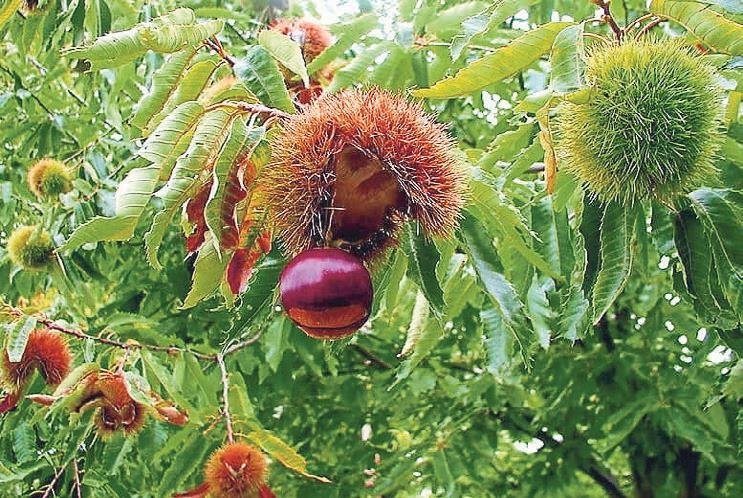 Beydağ sonbaharda bir başka güzel