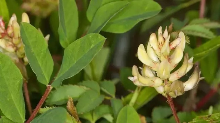 Geven otu nelere iyi gelir? Geven otu nasıl tüketilir?