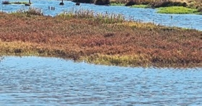 Bir buçuk Marmara Denizi büyüklüğünde sulak alan kayboldu