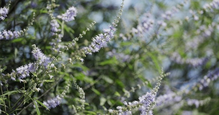 Hayıt otu nedir? Hayıt otunun faydaları nelerdir? Hayıt otu ne işe yarar?