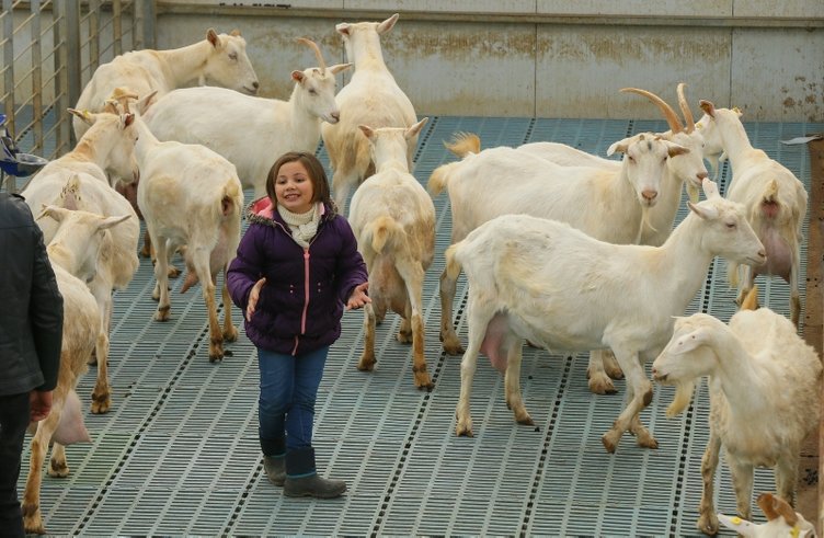 İzmir’de kızı süt içsin diye kurduğu çiftlikle zincir marketlere girdi