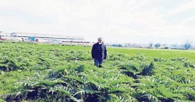 Kanser savaşçısı enginar