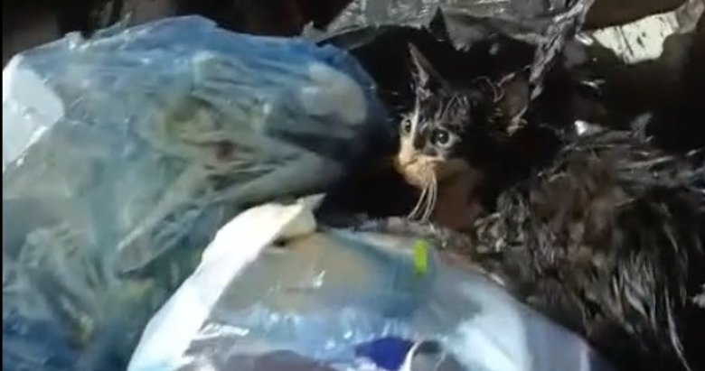 İnsanlık dışı olay! Kediyi poşete koyup çöpe attılar