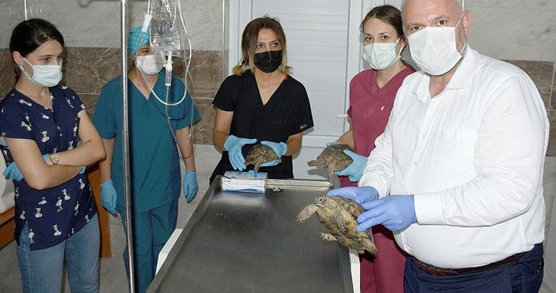 İzmir’de makilik alandaki yangından kurtarılan 3 kaplumbağa tedaviye alındı